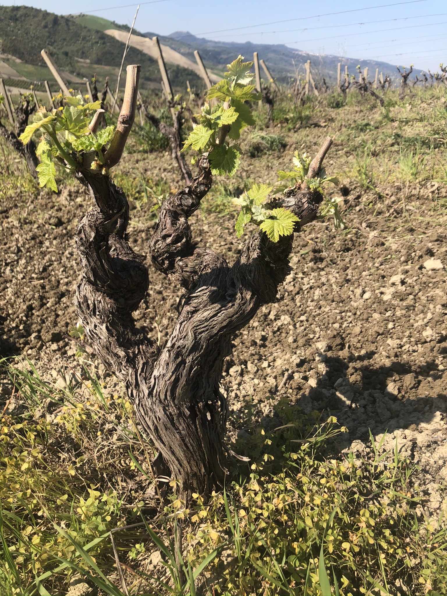 Vigneti Vumbaca vineyard